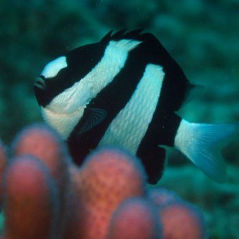 Dascyllus aruanus M – Whitetail Dascyllus - Sales