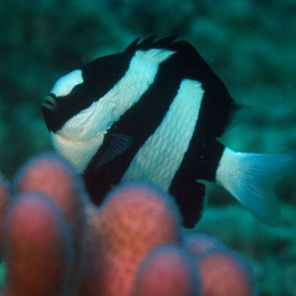 Dascyllus aruanus S –  Whitetail Dascyllus - Ψάρια Θαλασσινού