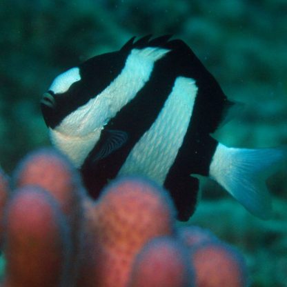 Dascyllus aruanus M - Whitetail Dascyllus