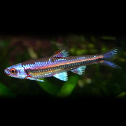 Notropsis chrosomus – Rainbow Shiner 4.5-5cm - Ψάρια Γλυκού