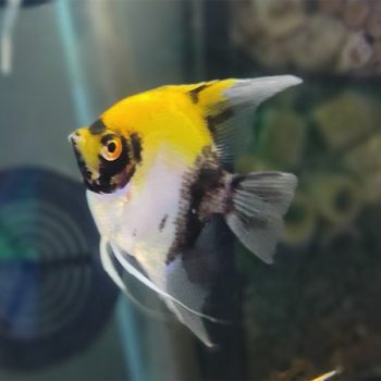 Pterophyllum scalare - Koi Angelfish 3 cm