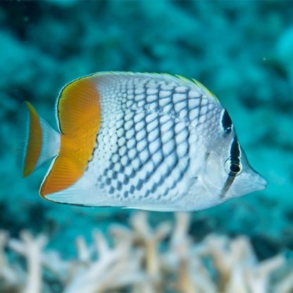 Chaetodon xanthurus - Pearlscale Butterflyfish
