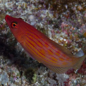 Pseudocheilinus octotaenia - Eight Lined Wrasse