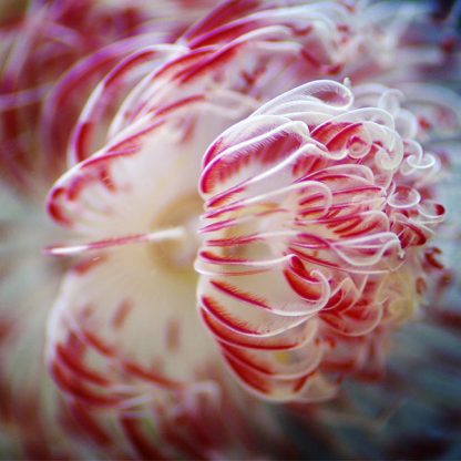 Protula bispiralis – Red Fanworm - Ασπόνδυλα Θαλασσινού