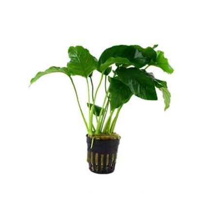 Tropica Anubias Barteri - salesbackup