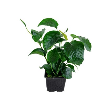 Tropica Anubias Barteri Caladifolia XL - Φυτά για Ενυδρεία