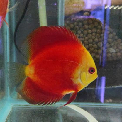 Symphysodon discus – Red Melon 7.5cm - Ψάρια Γλυκού