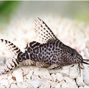 Synodontis eupterus - Featherfin Synodontis 3-3.5cm