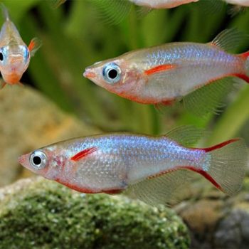 Oryzias woworae-daisy’s Ricefish SM - Ψάρια Γλυκού