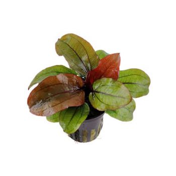 Tropica Echinodorus “Reni” - Φυτά για Ενυδρεία