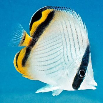 Chaetodon vagabundus M - Vagabond butterflyfish