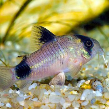 Corydoras panda – Panda Cory 2.5 cm - Ψάρια Γλυκού