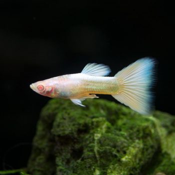 Poecilia reticulata Guppy Platinum Albino 3cm