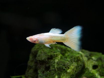 Poecilia reticulata Guppy Platinum Albino 3cm - Ψάρια Γλυκού