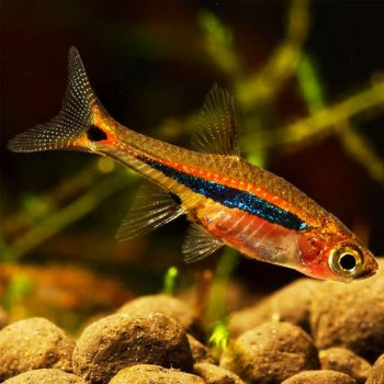 Boraras urophthalmoides – Least Rasbora - Ψάρια Γλυκού