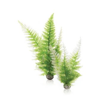 Tropica Marsilea Crenata 1-2-Grow! - Φυτά για Ενυδρεία