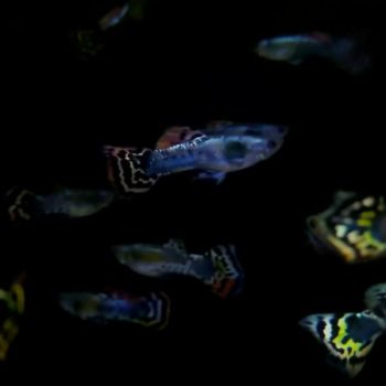 Poecilia reticulata - Guppy Multicolour