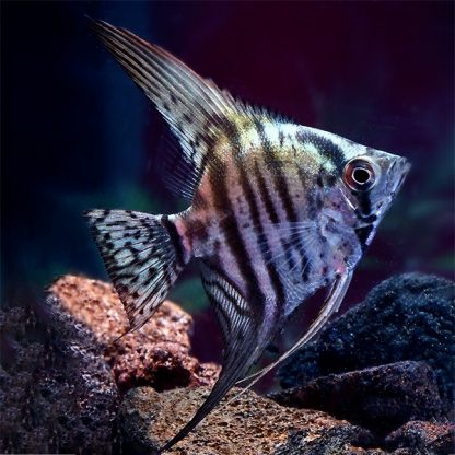 Pterophyllum scalare – Angelfish Zebra Lace M - Ψάρια Γλυκού