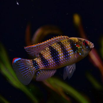 Anomalochromis thomasi- African Butterfly Cichlid