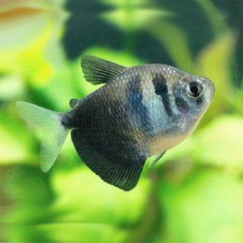 Gymnocorymbus ternetzi - Widow Black 2,5-3,5cm