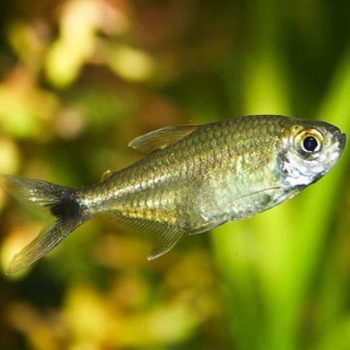 Hemigrammus rodwayi – Golden Tetra - Ψάρια Γλυκού