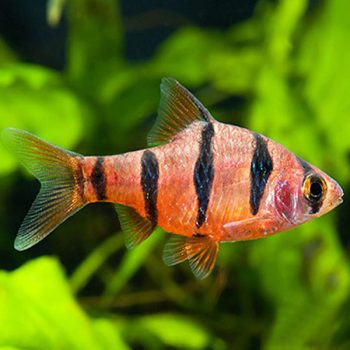 Desmopuntius pentazona Johorensis- Five Banded Barb