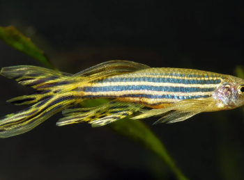 Danio rerio - Hi-Fin Zebra Danio M/L