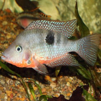 Thorichthys meeki-cichlid Firemouth  5-7cm - Ψάρια Γλυκού