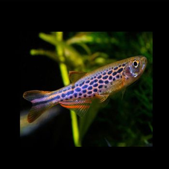 Dario rerio – Leopard Danio - Sales