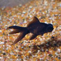 Carassius auratus -Black Moor 5-6cm - Ψάρια Γλυκού