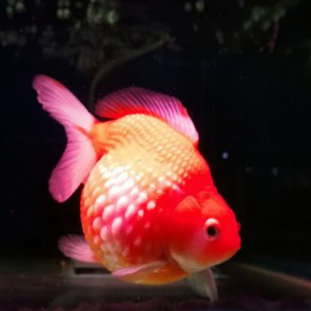 Carasius auratus -Red Pearl Scale - Ψάρια Γλυκού