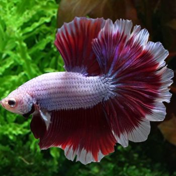 Betta splendens - Siamese Fighting Fish Giant Plakat Male 6cm