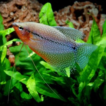 Trichogaster leeri – Pearl Gourami 5-7 cm - Ψάρια Γλυκού