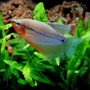 Trichogaster leeri – Pearl Gourami - Sales