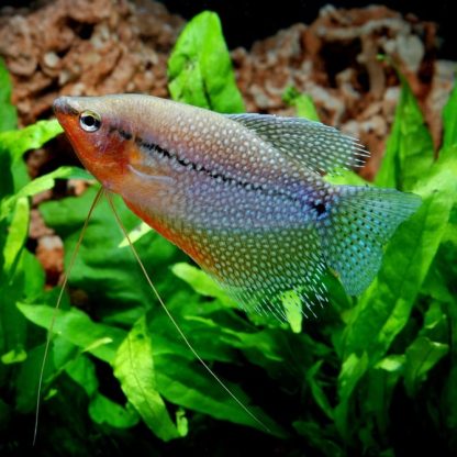 Trichogaster leeri – Pearl Gourami - Ψάρια Γλυκού