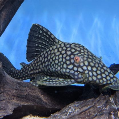 Panaque nigrolineatus – Watermelon Pleco L330