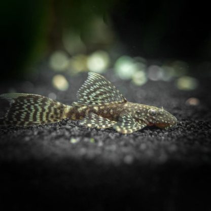 Ancistrus sp. – Bristlenose pleco M - Ψάρια Γλυκού