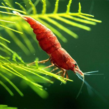 Neocaridina davidi – Red Fire Shrimp - Ασπόνδυλα Γλυκού