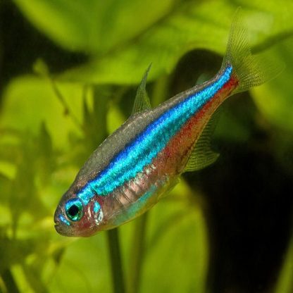 Paracheirodon simulans – Green Neon Tetra - Ψάρια Γλυκού