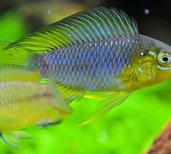Apistogramma borelli - Yellow-Blue Cichlid L