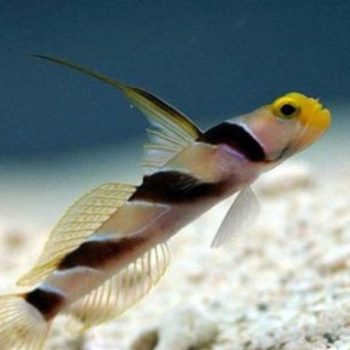 Stonogobiops xanthorhinica - Red banded goby