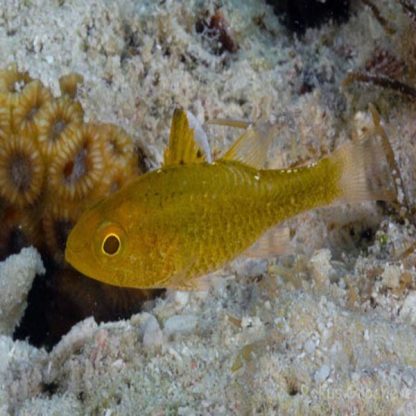 Apogon hoevenii – Frostfin Cardinal - Ψάρια Θαλασσινού