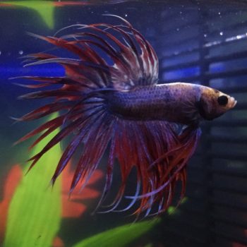 Betta splendens - Siamese Fighting Fish Crowntail Male 3.5-4cm
