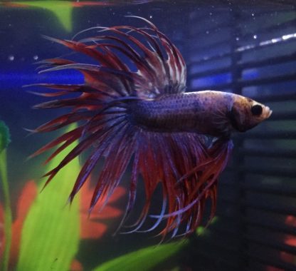Betta splendens - Siamese Fighting Fish Crowntail Male 3.5-4cm
