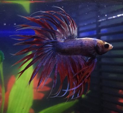 Betta splendens – Siamese Fighting Fish Crowntail Male 4-5cm - Ψάρια Γλυκού