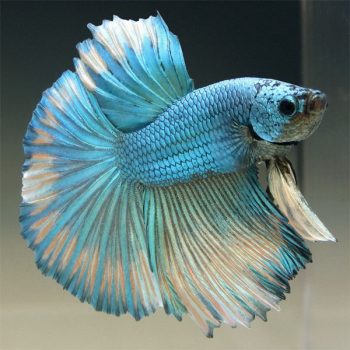 Betta spledens - Siamese Fighting Fish Halfmoon Butterfly Male 3.5-4cm