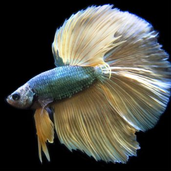 Betta splendens - Siamese Fighting Fish Halfmoon Mustard Gas 3.5-4cm