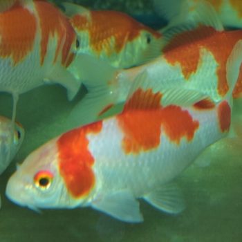 Cyprinus carpio – Koi Kohaku 20-25cm
