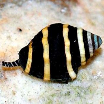 Temnopleurus toreumaticus – Striped Spine Sea Urchin - Ασπόνδυλα Θαλασσινού