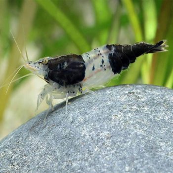 Neocaridina davidi – Black Rili Shrimp
